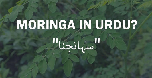 Moringa In Urdu